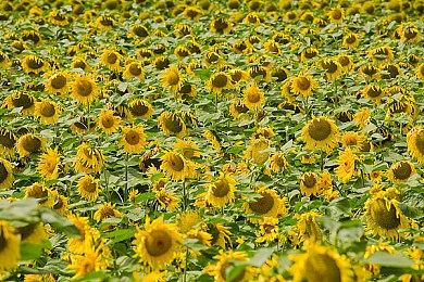 《上古卷轴：城堡》手游最新宣传片 现已全球上线